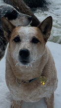 Load image into Gallery viewer, Pet tags