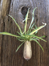 Load image into Gallery viewer, Vintage Knife Handle Bud Vases, Fridge Magnets